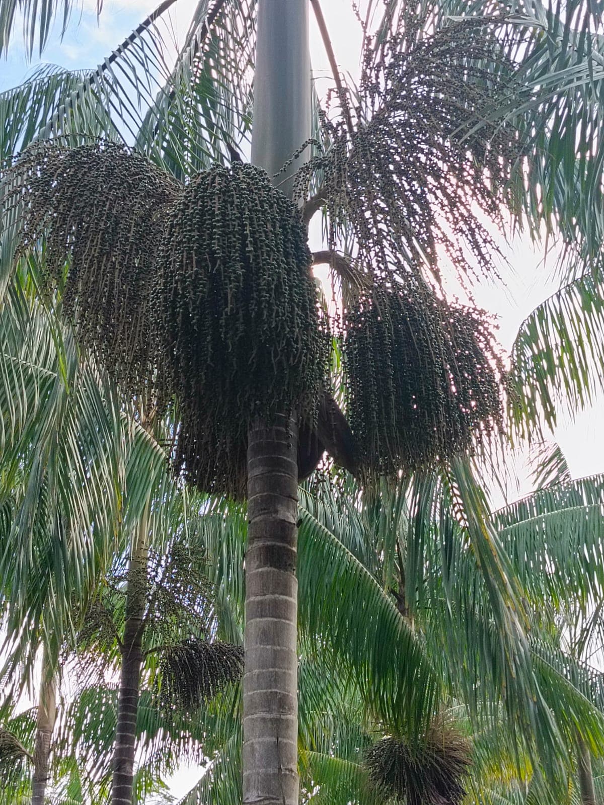 Açaí Vinho do Norte — Processo e Qualidade