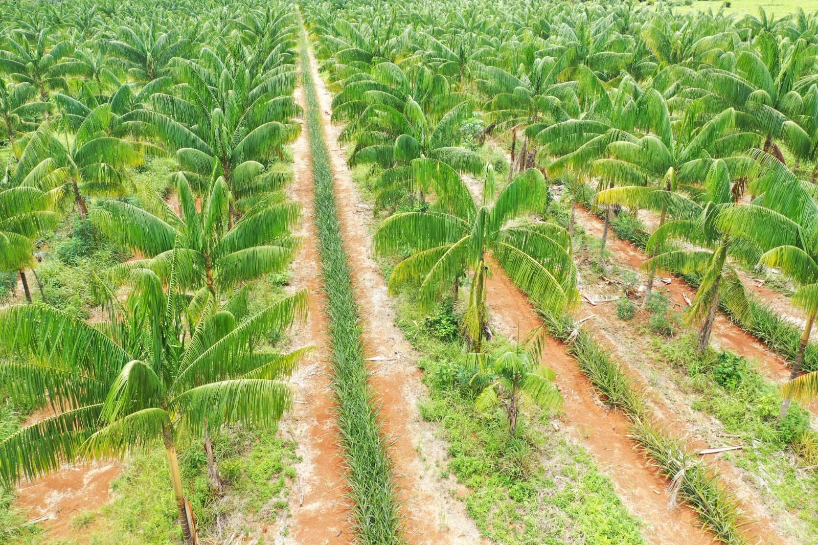 Açaí Vinho do Norte — Processo e Qualidade